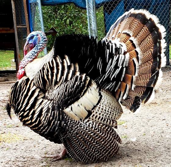 Happy Holiday: The Narragansett Turkey